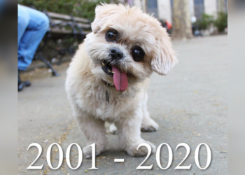 Instagram | @marniethedog