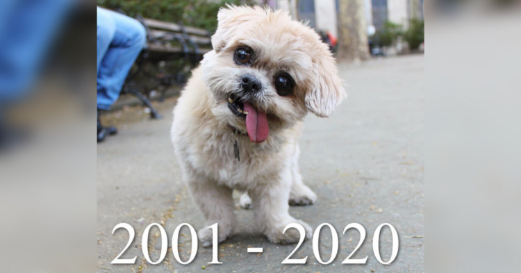 Instagram | @marniethedog