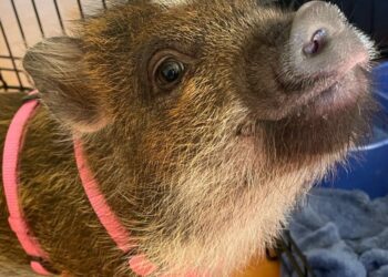 instagram | @merlinthepig