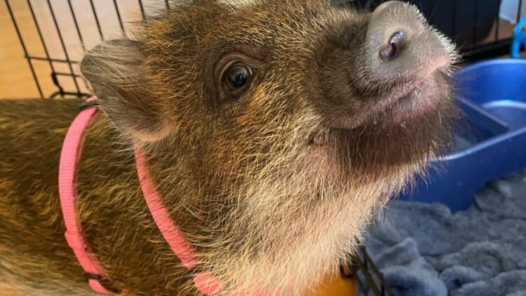 instagram | @merlinthepig