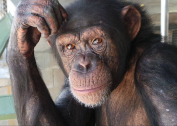 Facebook | North American Primate Sanctuary Alliance