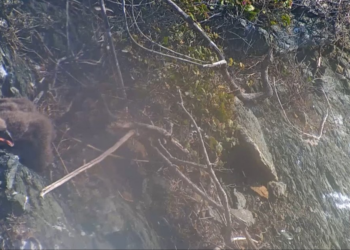 youtube | Explore Live Nature Cams