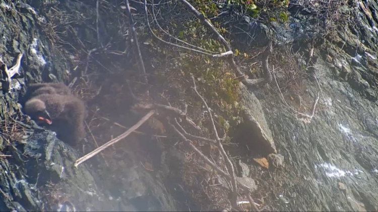 youtube | Explore Live Nature Cams