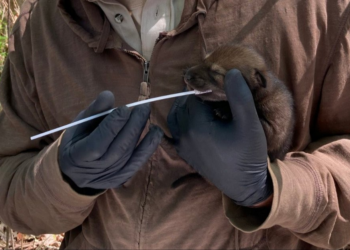 Facebook | Red Wolf Recovery Program