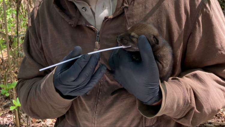 Facebook | Red Wolf Recovery Program