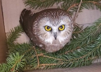 Facebook | Ravensbeard Wildlife Center