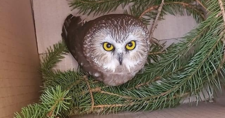 Facebook | Ravensbeard Wildlife Center