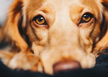 Unsplash | Ryan Walton