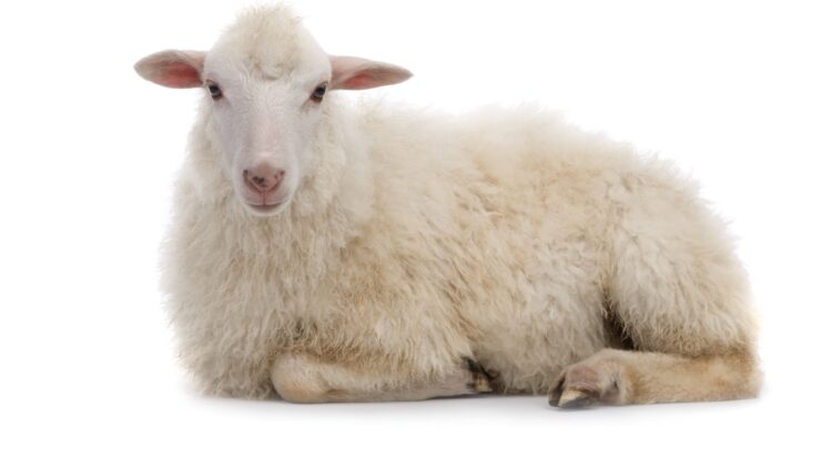 Shutterstock | 91190