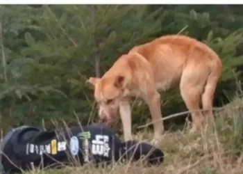 Facebook | Facebook | @LostFoundPetsWaState