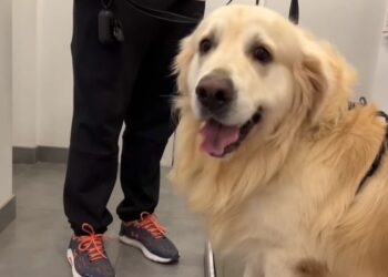 youtube | Funny Dog Bailey