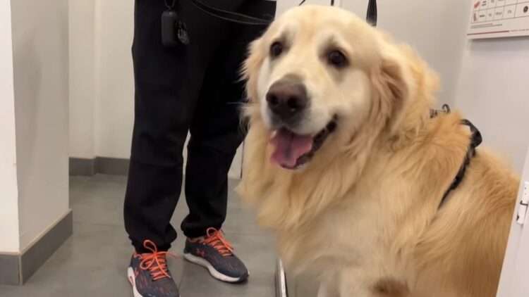 youtube | Funny Dog Bailey