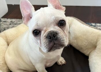 instagram | @peanut_dafrenchie