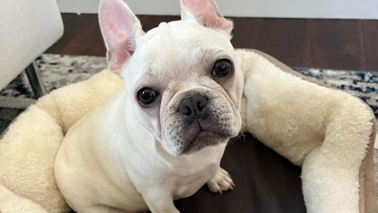instagram | @peanut_dafrenchie