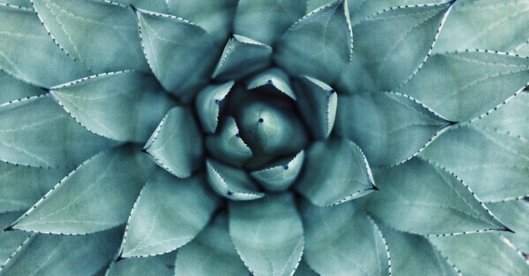 Unsplash | Erol Ahmed