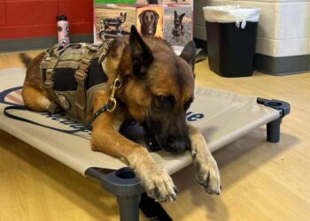 instagram | @uswardogs_official