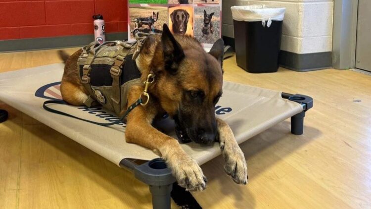 instagram | @uswardogs_official