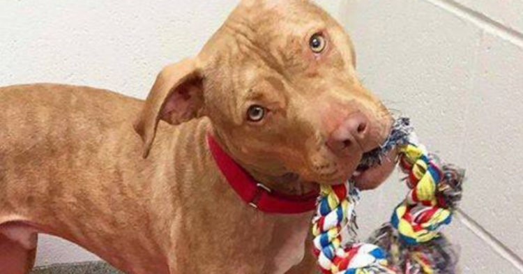 Facebook | SICSA Pet Adoption and Wellness Center
