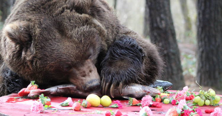 Facebook | Wildlife Images Rehabilitation & Education Center