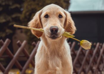 Unsplash | Richard Brutyo