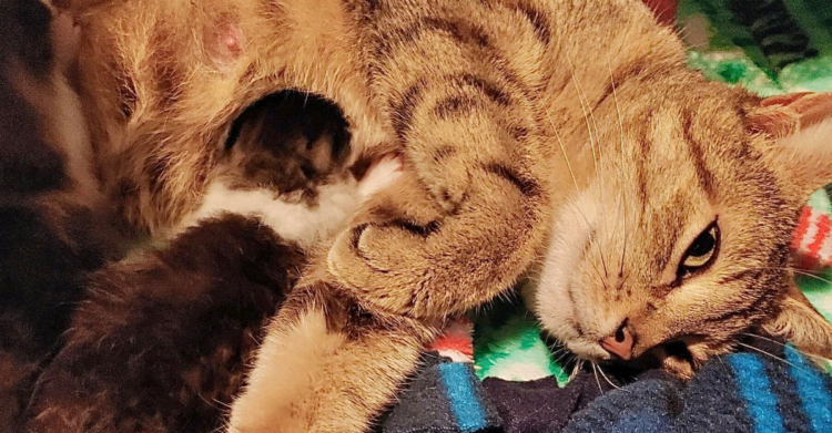 Facebook | Friends of Anne Arundel County Animal Care & Control