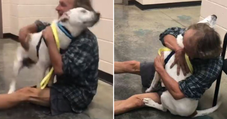 Facebook | Memphis Animal Services