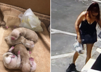 Twitter | @RivCO Animal Services