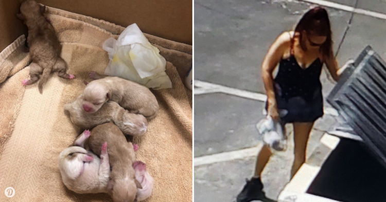 Twitter | @RivCO Animal Services