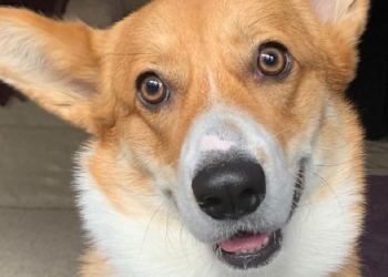 Instagram | @iamwallacethecorgi