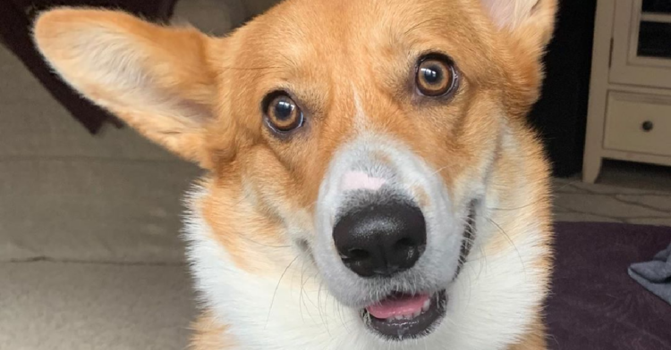 Instagram | @iamwallacethecorgi