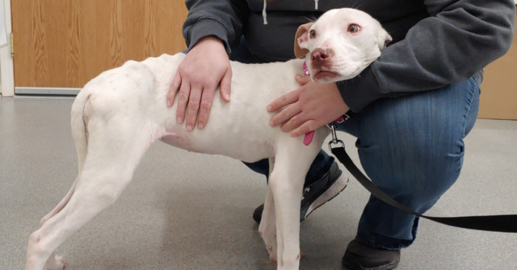 Facebook | Ruff Start Rescue