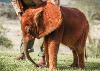 Sheldrick Wildlife Trust  | Sheldrick Wildlife Trust
