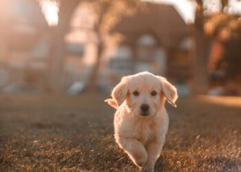 Unsplash | Cristian Castillo