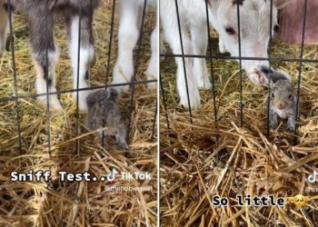 TikTok | @thenoblegoat