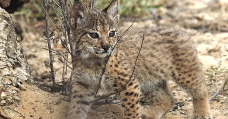 EX-SITU CONSERVATION PROGRAM OF THE IBERIAN LINCE