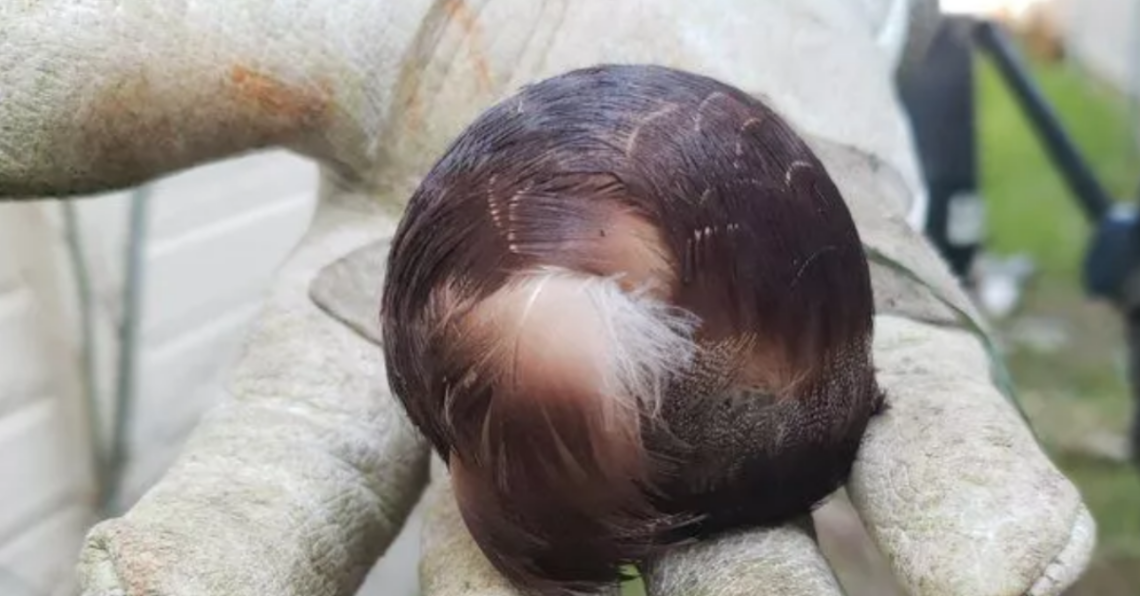 Reddit | Theheadandthefart