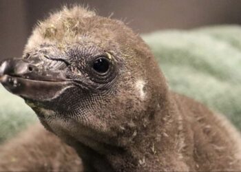 Facebook | Rosamond Gifford Zoo