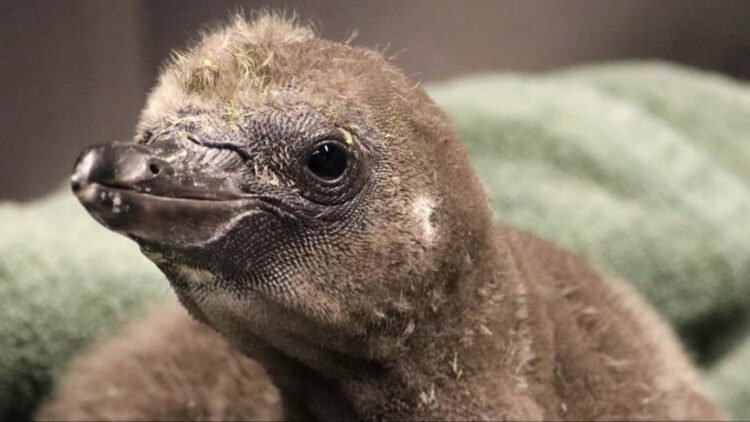 Facebook | Rosamond Gifford Zoo