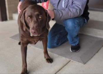 Facebook | Streator AnimalControl