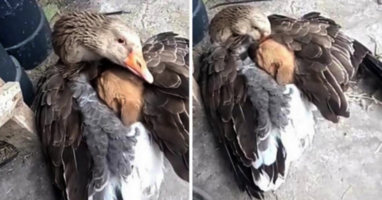 Reddit | Pigoonlet