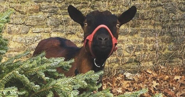 Facebook | Philly Goat Project