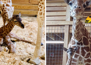 Animal Adventure Park