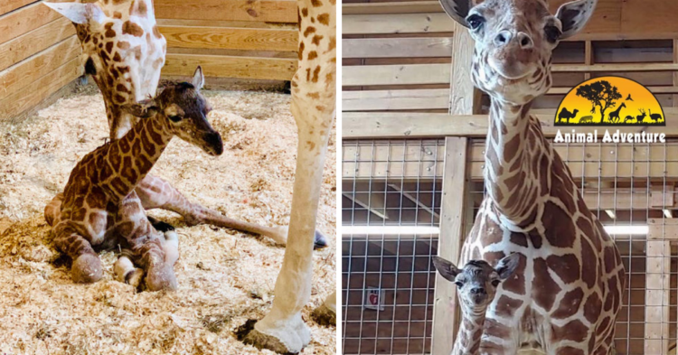 Animal Adventure Park