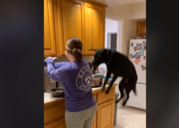 TikTok | @emileebellant