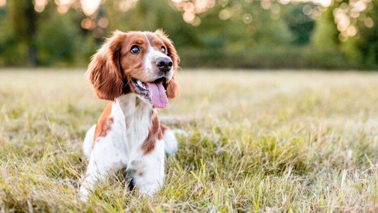 Shutterstock | 168894592