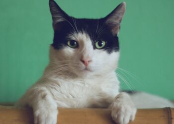 Unsplash | Manja Vitolic