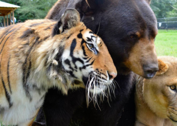 Facebook | Noah's Ark Animal Sanctuary