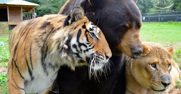 Facebook | Noah's Ark Animal Sanctuary