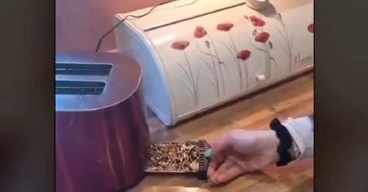 TikTok | @amybails