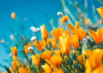 Unsplash